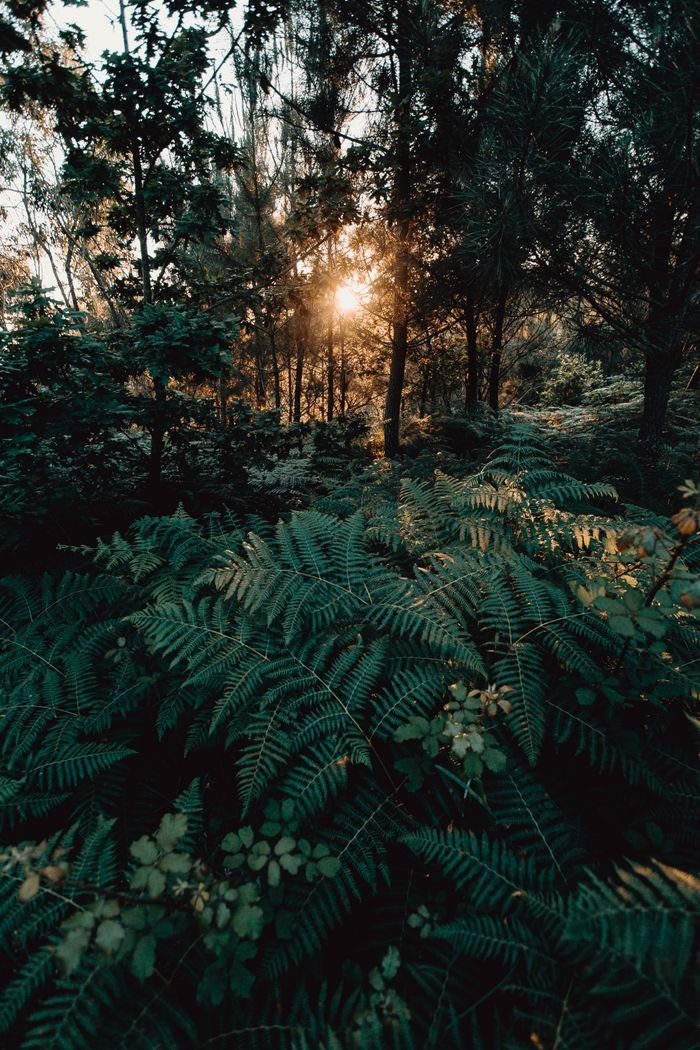 Picturesque scenery of ferns and bushes growing in forest on summer day at sundown